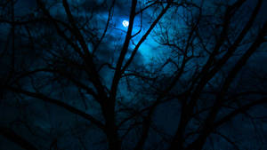 Beautiful Dark Sky With Tree Silhouette Wallpaper