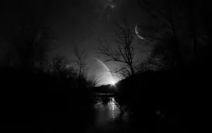 Beautiful Dark Swamp Silhouette Wallpaper