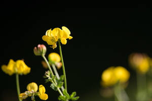 Beautiful Fenugreek Flowers Wallpaper