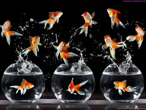 Beautiful Fish Jumping Wallpaper