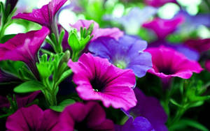 Beautiful Focus Of The Purple Flower Desktop Wallpaper