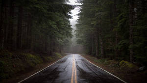 Beautiful Forest Road After Raining Wallpaper