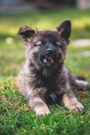 Beautiful German Shepherd Puppy In Vibrant Nature Wallpaper