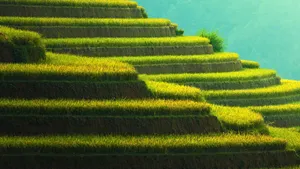 Beautiful Green Hillside Terraces Wallpaper