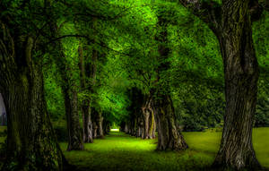 Beautiful Green Trees Wallpaper