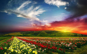 Beautiful Hd Flower Field Wallpaper