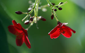 Beautiful Hd Red Flowers Wallpaper