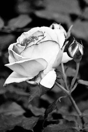 Beautiful Iphone Black White Rose Wallpaper