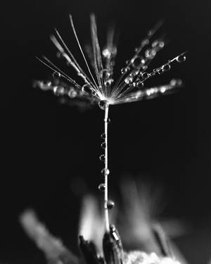 Beautiful Iphone Dandelion Seed Wallpaper