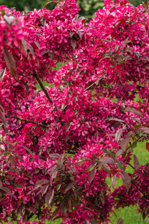 Beautiful Iphone Red Flowers Wallpaper