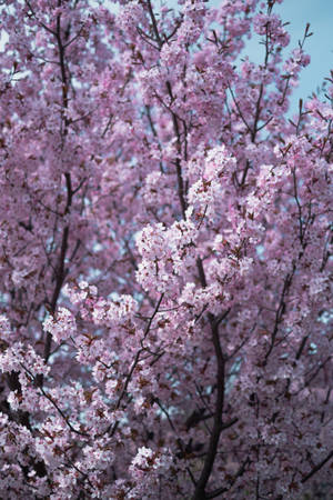 Beautiful Iphone Sakura Wallpaper