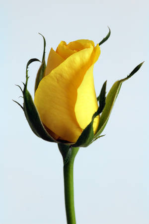 Beautiful Iphone Yellow Rose Wallpaper