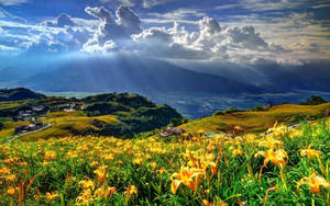 Beautiful Landscape Flower Field Wallpaper