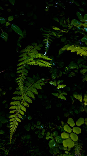 Beautiful Lush Green Leaves Wallpaper