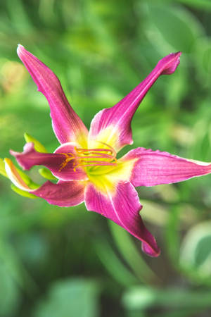 Beautiful Magenta Lily Iphone Wallpaper