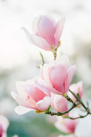 Beautiful Magnolia Flower In Bloom Hd Wallpaper