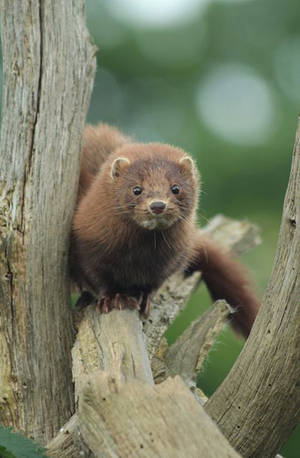 Beautiful Mink On Tree Wallpaper