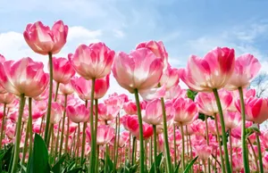 Beautiful Nature Flower Wallpaper