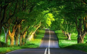 Beautiful Nature Photography Forest Road Wallpaper