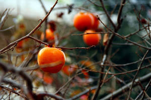 Beautiful Persimmon Tree Wallpaper