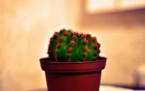 Beautiful Potted Cactus With Red Flowers Wallpaper