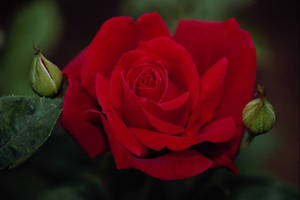 Beautiful Rose Flower With Buds Wallpaper