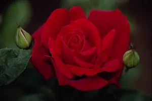 Beautiful Rose Flower With Buds Wallpaper