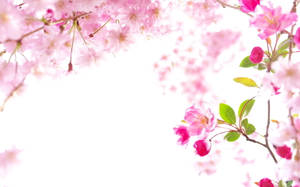 Beautiful Sakura In The Sky Wallpaper