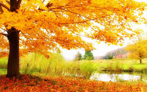 Beautiful Scenery Autumn Wallpaper