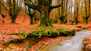 Beautiful Scenery Desktop Hayedo Otzarreta Wallpaper