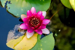 Beautiful Serenity: Water Lily Blooming Wallpaper