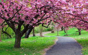 Beautiful Spring Cherry Blossoms In Branch Brook Park New Jersey Wallpaper