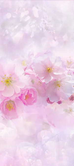 Beautiful Spring Pink And White Sakura Flowers Wallpaper