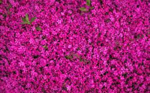 Beautiful Spring Pink Creeping Thyme Wallpaper