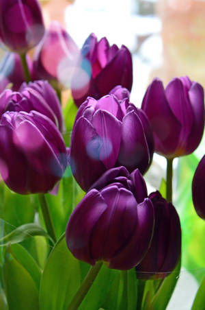 Beautiful Spring Purple Tulip Flower Bulbs Wallpaper