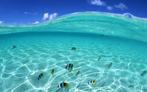 Beautiful Summer Fishes Wallpaper