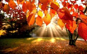 Beautiful Sunlight Fall Laptop Display Wallpaper