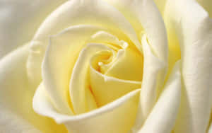 Beautiful White Rose Glows Against The Dark Background Wallpaper