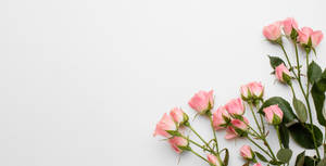 Beautifully Entwined Pink And White Roses Wallpaper