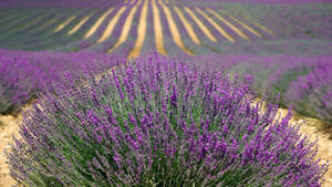 Beauty Found Amongst The Lavender Bushes Wallpaper