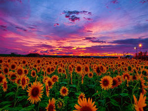 Beauty In Blooms - Sunflowers And Roses Wallpaper