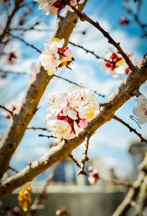 Beauty Of Spring Kabul Wallpaper