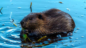 Beaver Feastingin Water.jpg Wallpaper