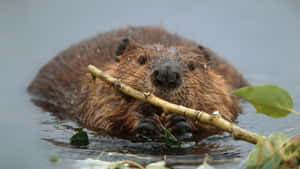 Beaver Gnawing Branch Water Wallpaper