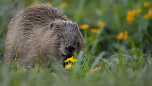 Beaver In Nature.jpg Wallpaper