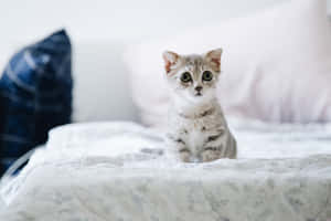 Bed Baby Cute Cat Pfp Wallpaper