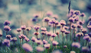 Bed Of Pink Macro Flowers Wallpaper