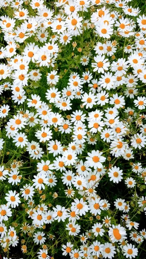 Bed Of Spring Daisy Iphone Wallpaper