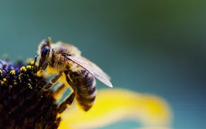 Bee During Pollination Wallpaper