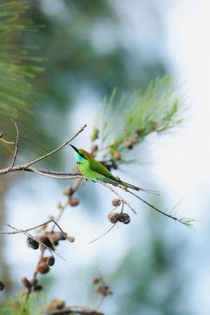 Bee-eater Bird Selective Focus Wallpaper